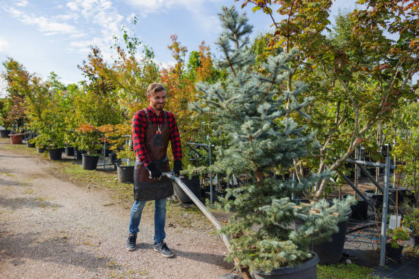 Reliable Clayton, GA Tree Service Solutions